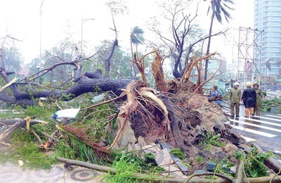 Trees lying uprooted (Photo:SGGP)